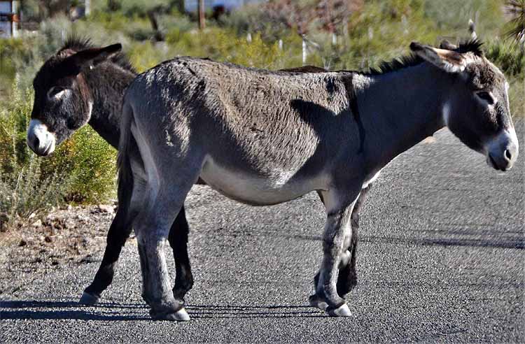 donkeys on road